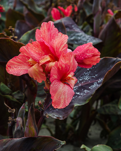 CANNA (KANA) PINK FUTURITY 25 ks